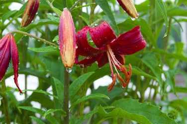 Similar image 780939