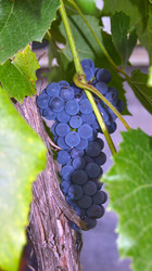 Similar image 781163