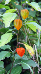 Similar image 781165