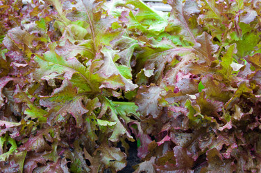 Similar image 781266