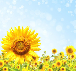 Similar image 781311