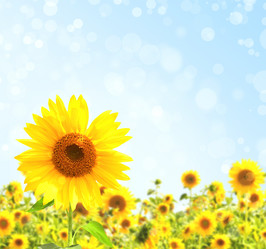 Similar image 781312