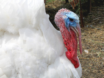 Similar image 781361