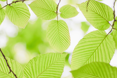 Similar image 781545