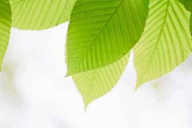 Similar image 781546