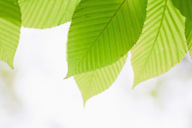 Similar image 781547