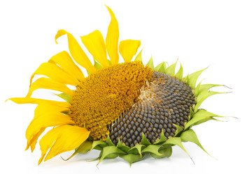 Similar image 781676