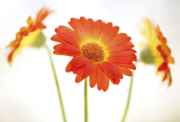 Similar image 782427