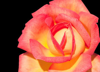 Similar image 782507