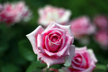 Similar image 783010