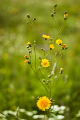 Similar image 783131