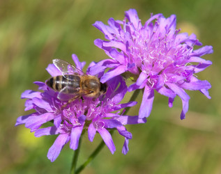 Similar image 783430