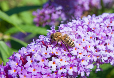 Similar image 783431