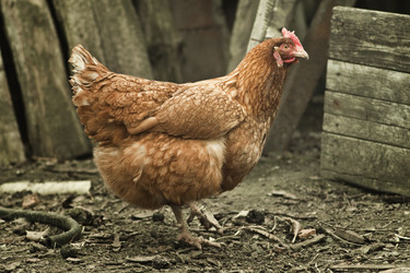 Similar image 783486