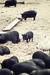 Similar image 783510