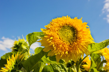 Similar image 783515