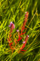 Similar image 783564