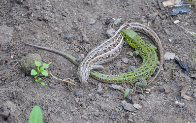 Similar image 783596