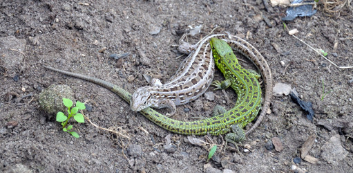 Similar image 783597