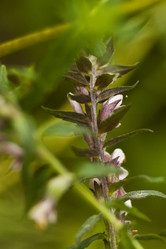 Similar image 783611