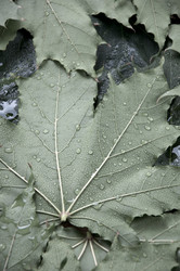 Similar image 784066