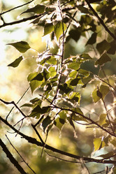 Similar image 784100