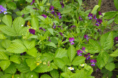 Similar image 784313