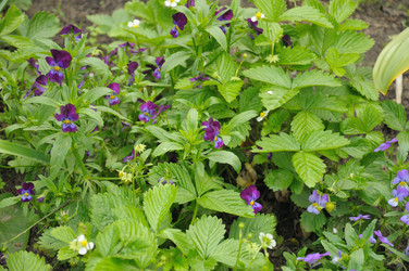 Similar image 784314