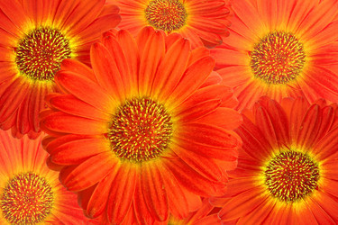 Similar image 784722