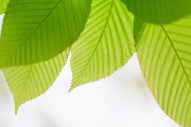 Similar image 785642