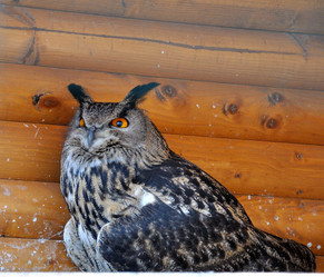 Similar image 785687