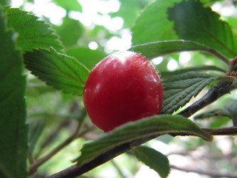 Similar image 785890