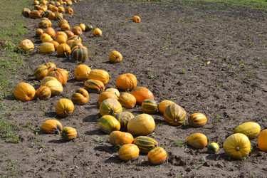 Similar image 786361