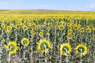 Similar image 786527