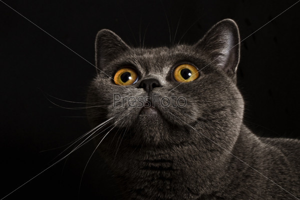 Фотография на тему Британская серая кошка с темно-желтыми глазами на черном  фоне | PressFoto