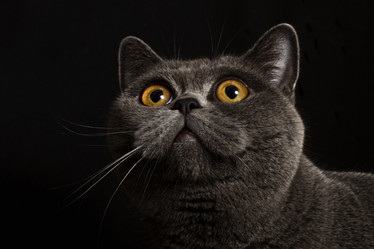 Similar image 786548