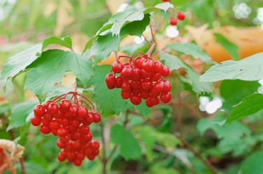 Similar image 786617