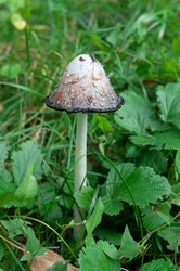 Similar image 786619