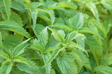 Similar image 786653