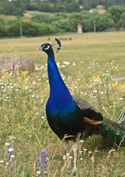 Similar image 786660