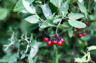 Similar image 786700