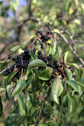 Similar image 786705