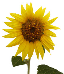 Similar image 787214