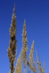 Similar image 787315