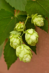 Similar image 790889