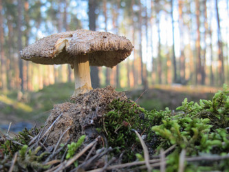 Similar image 794027