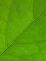 Similar image 794076