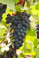 Similar image 794200