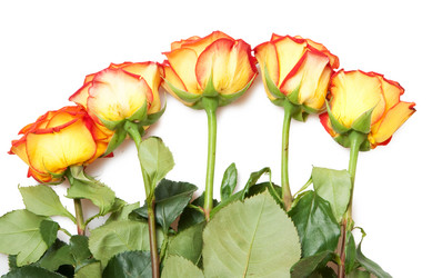 Similar image 794232