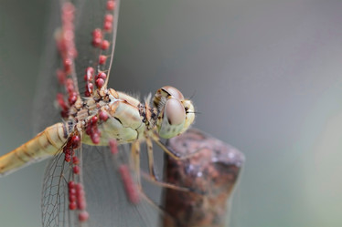 Similar image 794593